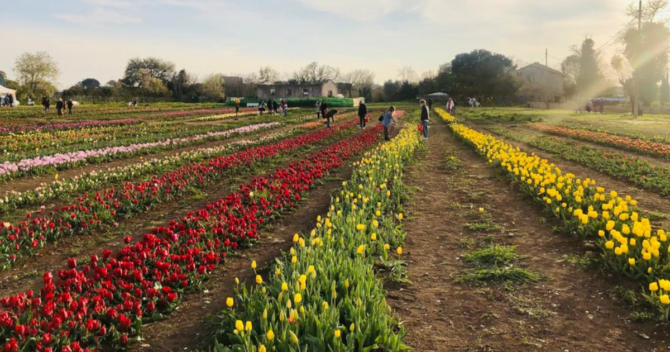 tulipark