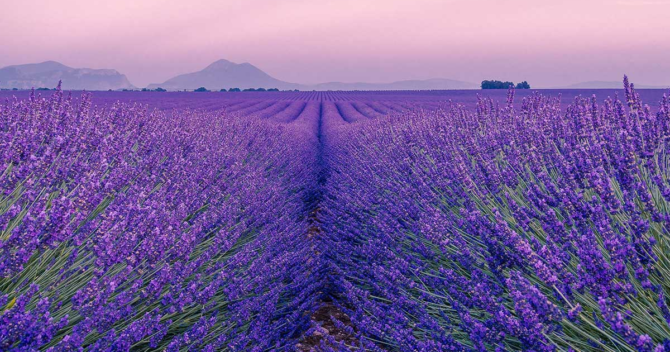 lavanda